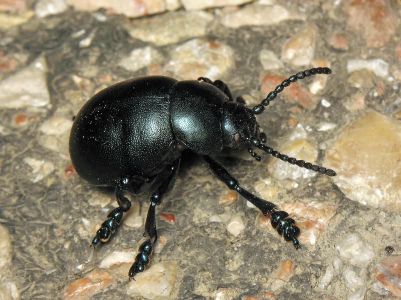 Timarcha tenebricosa (Fabricius, 1775)